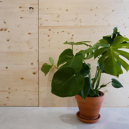 Cozy Graca Apartman *