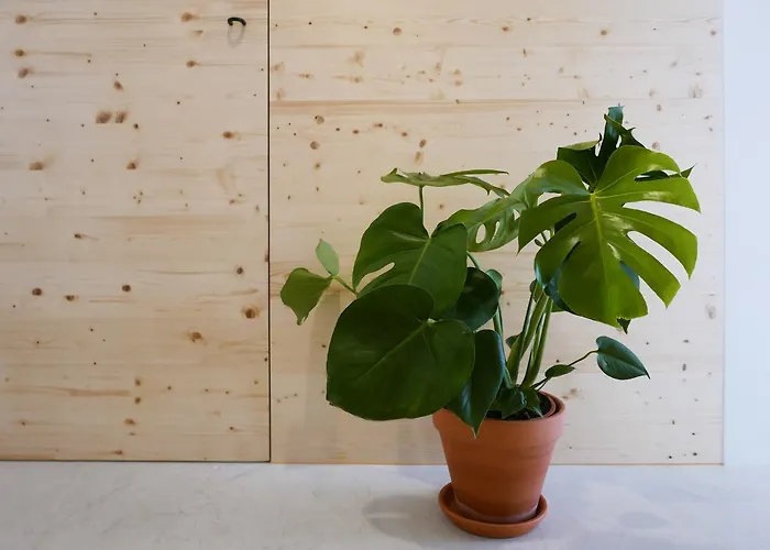 Cozy Graca Διαμέρισμα *